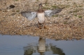 gadwall, gadwalls ducks,-3